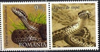 Colnect-1396-735-Vipera-ursinii-moldavica.jpg