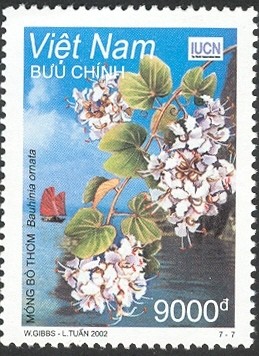 Colnect-1620-840-Fragrant-Bauhinia.jpg