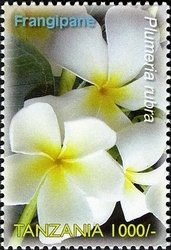 Colnect-1691-013-White-Frangipani-Plumeria-alba.jpg