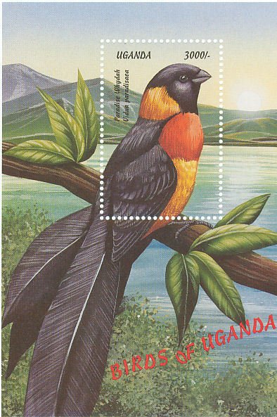 Colnect-1715-812-Long-tailed-Paradise-whydah-Vidua-paradisaea.jpg