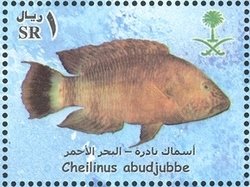 Colnect-1729-310-Abudjube-Wrasse-Cheilinus-abudjubbe.jpg