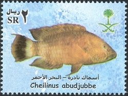 Colnect-1729-811-Abudjube-Wrasse-Cheilinus-abudjubbe.jpg