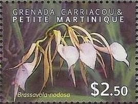 Colnect-1890-616-Brassavola-nodosa.jpg