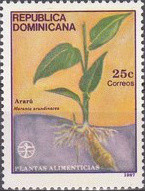 Colnect-3134-911-Maranta-arundinacea.jpg