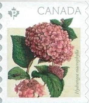 Colnect-3288-339-Hydrangea-macrophylla.jpg