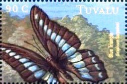 Colnect-4762-517-Graphium-sarpedon.jpg