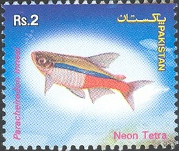 Colnect-601-955-Neon-Tetra-Paracheirodon-innesi.jpg