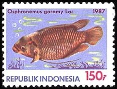 Colnect-947-004-Giant-Gourami-Osphronemus-goramy-.jpg