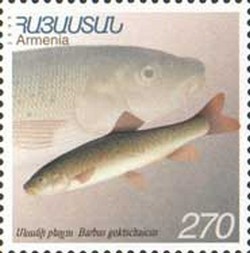 Colnect-722-136-Gokcha-Barbel-Barbus-goktschaicus.jpg