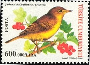 Colnect-958-456-Melodious-Warbler-Hippolais-polyglotta.jpg