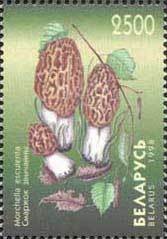 Colnect-1049-013-Morchella-esculenta.jpg