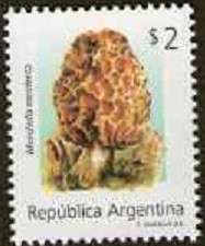 Colnect-1683-183-Morchella-esculenta.jpg