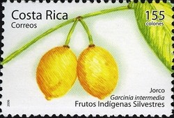 Colnect-1723-312-Garcinia-intermedia.jpg