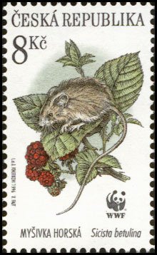 Colnect-430-604-Northern-Birch-Mouse-Sicista-betulina.jpg