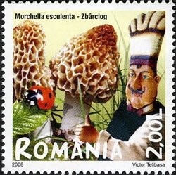 Colnect-761-976-Morchella-esculenta.jpg