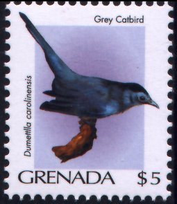 Colnect-4178-514-Grey-Catbird-Dumetella-carolinensis.jpg