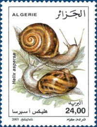 Colnect-466-778-Common-Garden-Snail-Helix-aspersa.jpg