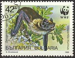 Colnect-1107-635-Parti-coulered-Bat-Vespertilio-murinus.jpg