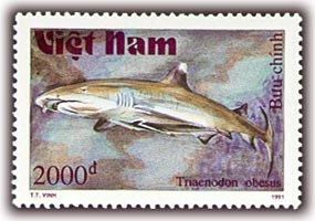 Colnect-1160-375-White-tipped-Reef-Shark-Triaenodon-obesus.jpg