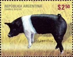 Colnect-1426-246-Hampshire-Sus-scrofa-domestica.jpg