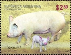 Colnect-1426-250-Yorkshire-Sus-scrofa-domestica.jpg