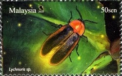 Colnect-1434-519-Firefly-Lychnuris-sp.jpg