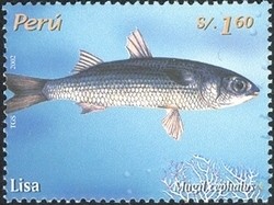 Colnect-1557-475-Flathead-Grey-Mullet-Mugil-cephalus.jpg