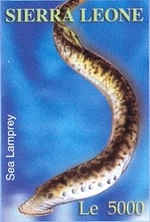 Colnect-1683-145-Sea-Lamprey-Petromyzon-marinus-.jpg