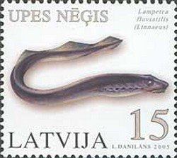 Colnect-466-124-River-Lamprey-Lampetra-fluviatilis.jpg