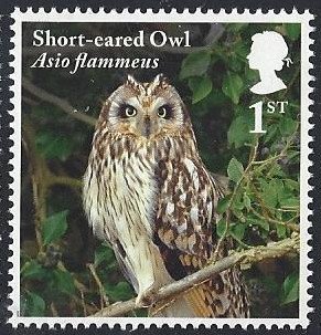 Colnect-4978-991-Short-eared-owl---Asio-flammeus.jpg