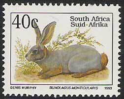 Colnect-800-933-Bushmann-Hare-Bunolagus-monticularis.jpg