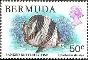 Colnect-1491-886-Banded-Butterflyfish-Chaetodon-striatus.jpg