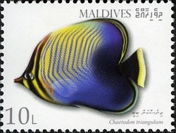 Colnect-2362-965-Triangle-Butterflyfish-Chaetodon-triangulum.jpg