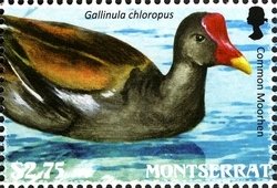 Colnect-1524-041-Common-Moorhen%C2%A0Gallinula-chloropus.jpg