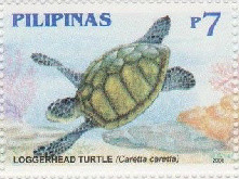 Colnect-2881-706-Loggerhead-Caretta-caretta.jpg