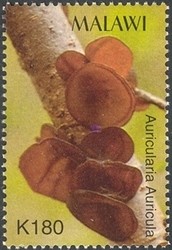 Colnect-1458-440-Auricularia-Auricula.jpg