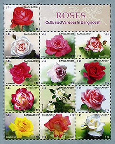 Colnect-1602-853-Cultavite-varieties-roses-of-Bangladesh.jpg