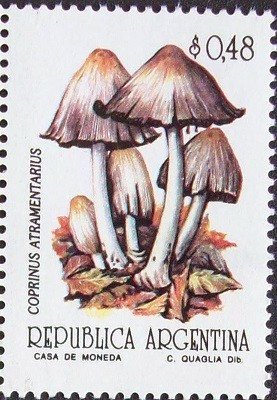 Colnect-1671-303-Coprinus-Atramentarius.jpg