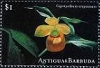 Colnect-1770-058-Cypripedium-irapeanum.jpg