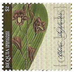 Colnect-1822-934-Bletia-florida-synBletia-shepherdii.jpg