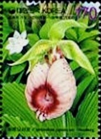 Colnect-2386-679-Cypripedium-japonicum.jpg