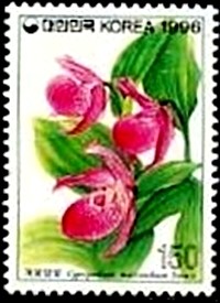 Colnect-2512-929-Cypripedium-macranthum.jpg