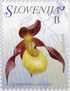 Colnect-3011-580-Cypripedium-calceolus.jpg