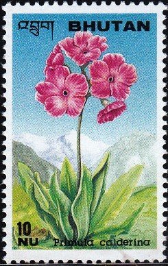 Colnect-3321-093-Primula-calderina.jpg