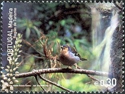 Colnect-546-307-Madeiran-Chaffinch-Fringilla-coelebs-maderensis-Forest.jpg