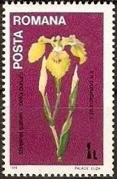 Colnect-556-322-Iris-Pseudacorus.jpg