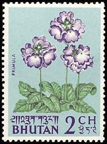 Colnect-590-971-Primula-Primrose.jpg