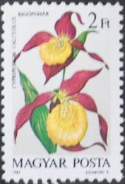 Colnect-605-476-Cypripedium-calceolus.jpg