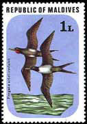 Colnect-844-984-Lesser-Mascarene-Frigatebird-Fregata-ariel-iredalei.jpg