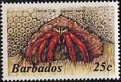 Colnect-577-880-Scarlet-Reef-Hermit-Crab-Paguristes-cadenati-.jpg